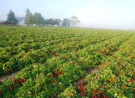Tomatoes Field